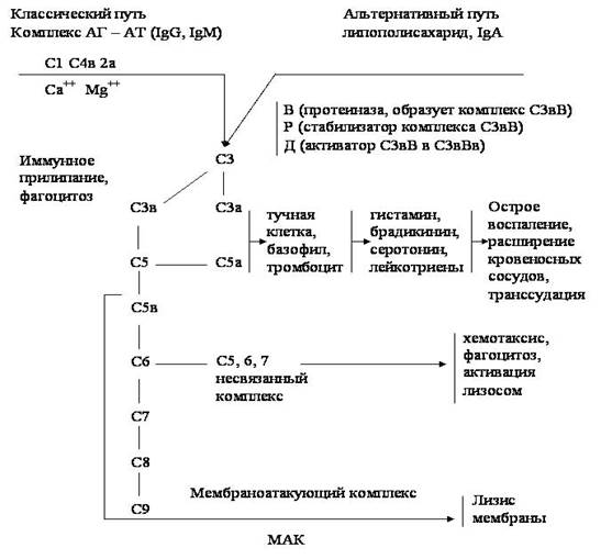 Повышение невосприимчивости населения - student2.ru