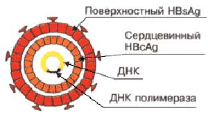 Повышение невосприимчивости населения - student2.ru