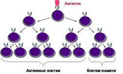 Повышение невосприимчивости населения - student2.ru