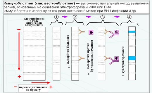 Практическое применение ИФА. - student2.ru