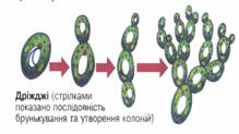 правила роботи з мікроскопом - student2.ru