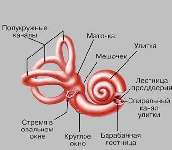 Предлобная ассоциативная зона - student2.ru