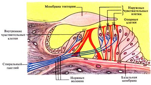 Предлобная ассоциативная зона - student2.ru