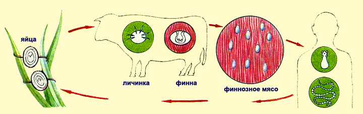 Представители: бычий цепень. - student2.ru