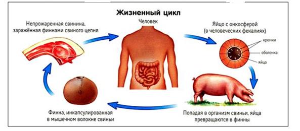 Представители: бычий цепень. - student2.ru