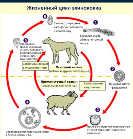 Представители: бычий цепень. - student2.ru