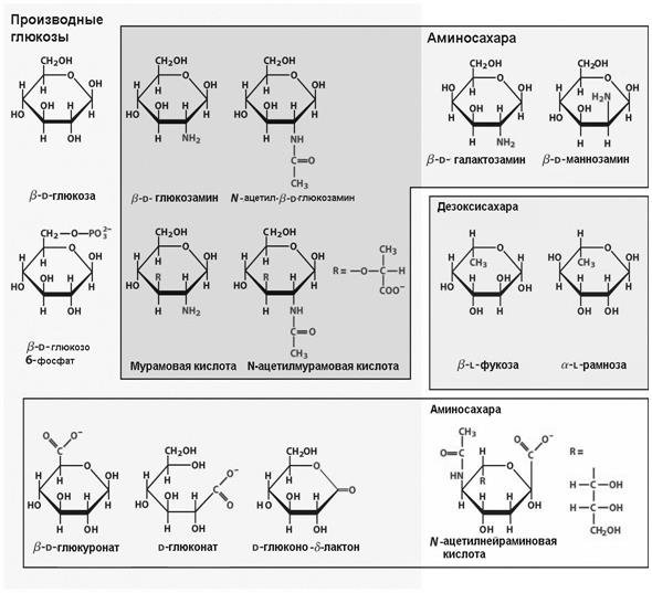 Представители моносахаридов - student2.ru