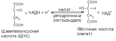 Превращение оксалоацетата в ацетил-КоА - student2.ru
