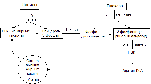 Превращение оксалоацетата в ацетил-КоА - student2.ru