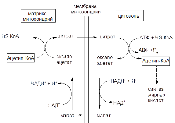 Превращение оксалоацетата в ацетил-КоА - student2.ru