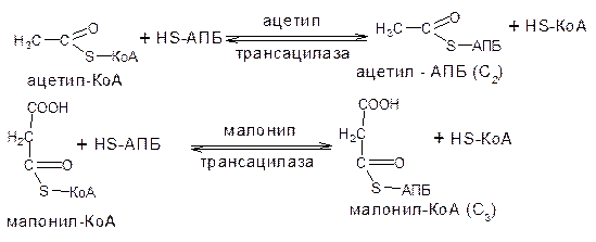 Превращение оксалоацетата в ацетил-КоА - student2.ru