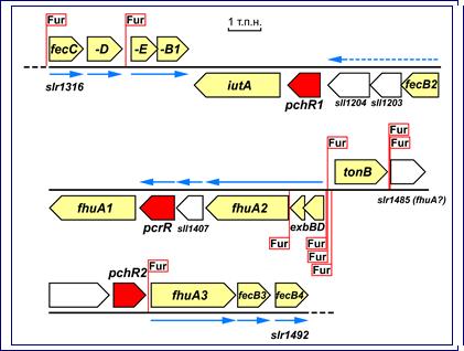 при сверхэкспрессии гена fur в клетках Synechocystis 6803 - student2.ru