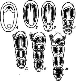 Прикрепительные органы, 5 — туловище (третий сегмент), 6 — аояски зубча­тых щетинок, 7 — задняя часть туловища - student2.ru