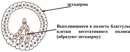 ПРИЛОЖЕНИЕ: рисунки к теме 5 - student2.ru