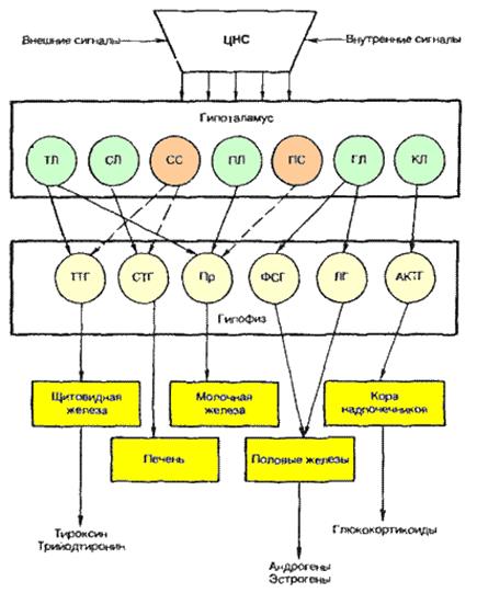 принципы гормональной регуляции - student2.ru
