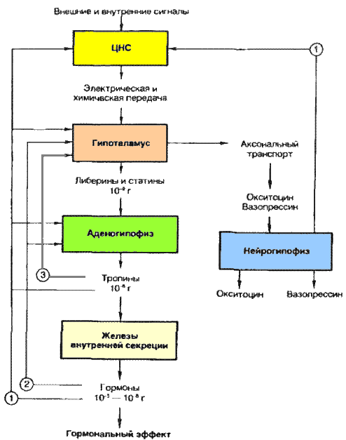 принципы гормональной регуляции - student2.ru