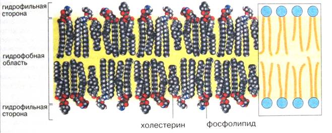 Организация эукариотической клетки - student2.ru