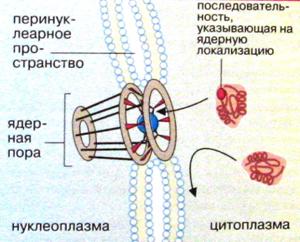 принципы структурно-функциональной - student2.ru