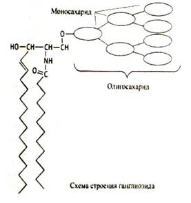 Организация эукариотической клетки - student2.ru