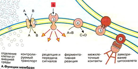 принципы структурно-функциональной - student2.ru