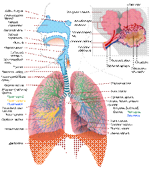 Процеси дихання та їх регуляція - student2.ru