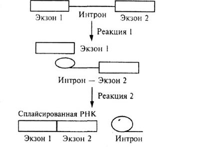 Процессинг первичных транскриптов РНК - student2.ru