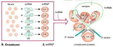 Процессинг первичных транскриптов РНК - student2.ru