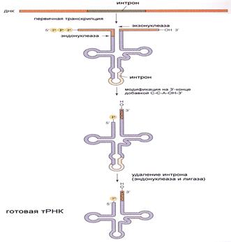 Процессинг первичных транскриптов РНК - student2.ru