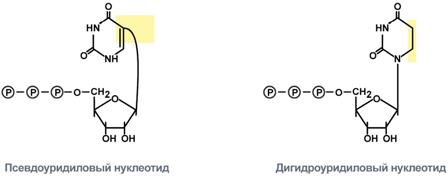 Процессинг предшественника рибосомальной РНК - student2.ru