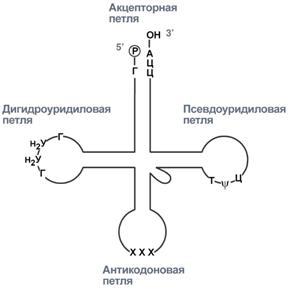 Процессинг предшественника рибосомальной РНК - student2.ru