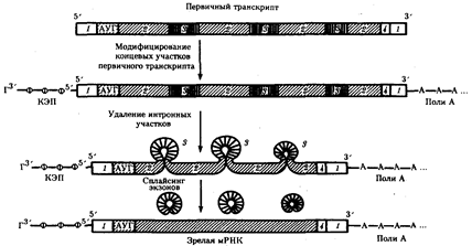Процессинг эукариотических мРНК - student2.ru
