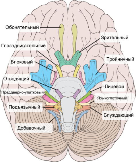Продолговатый мозг (Вентральная поверхность) - student2.ru