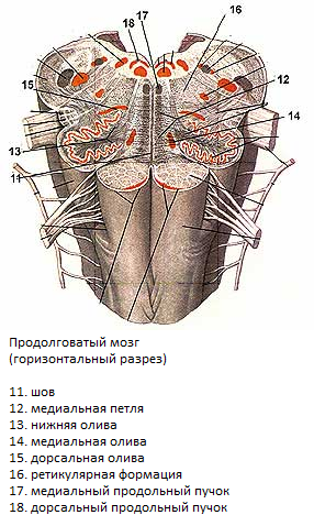Продолговатый мозг (Вентральная поверхность) - student2.ru