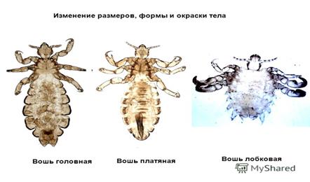 Профилактика. Выявление и лечение больных. Борьба с комарами, слепнями мокрецами; выявление и ликвидация мест их выплода - student2.ru