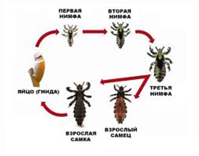 Профилактика. Выявление и лечение больных. Борьба с комарами, слепнями мокрецами; выявление и ликвидация мест их выплода - student2.ru