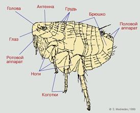 Профилактика. Выявление и лечение больных. Борьба с комарами, слепнями мокрецами; выявление и ликвидация мест их выплода - student2.ru