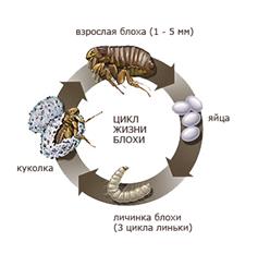 Профилактика. Выявление и лечение больных. Борьба с комарами, слепнями мокрецами; выявление и ликвидация мест их выплода - student2.ru