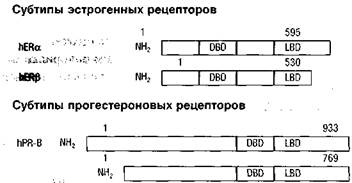 Прогестагены, применяемые в гинекологической практике - student2.ru