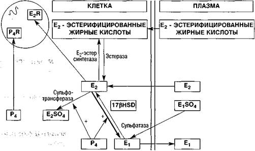 Прогестагены, применяемые в гинекологической практике - student2.ru