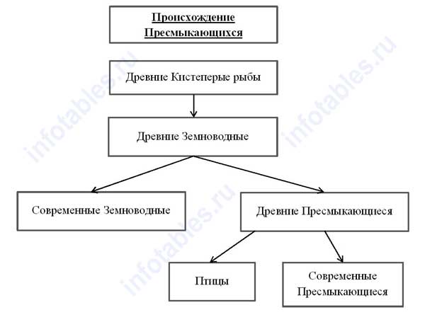 Происхождение класса пресмыкающихся - student2.ru