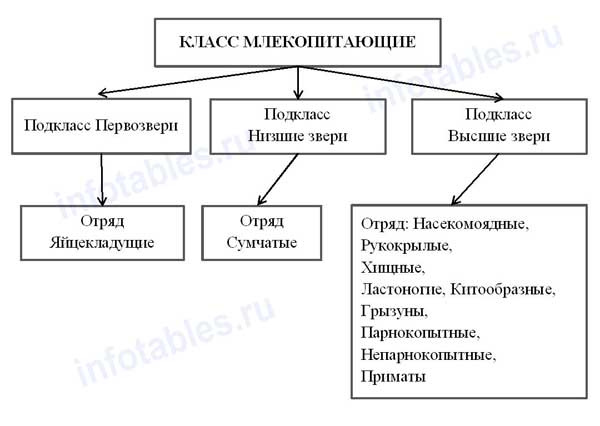 Происхождение Млекопитающих схема - student2.ru