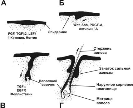 Производные кожи — железы кожи (потовые и сальные), волосы и ногти - student2.ru