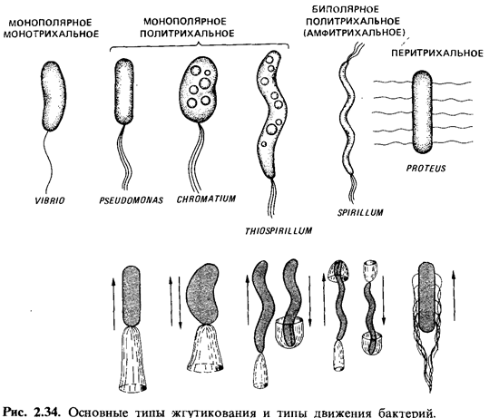 Производные микробной клетки. Исследование подвижности микробов. - student2.ru