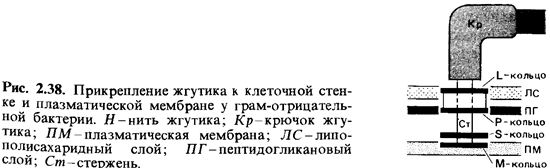 Производные микробной клетки. Исследование подвижности микробов. - student2.ru