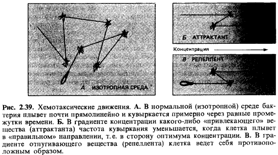 Производные микробной клетки. Исследование подвижности микробов. - student2.ru