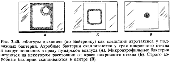 Производные микробной клетки. Исследование подвижности микробов. - student2.ru