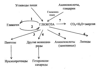 Производные моносахаридов - student2.ru