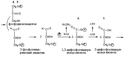 Производные моносахаридов - student2.ru