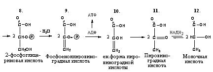 Производные моносахаридов - student2.ru