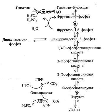 Производные моносахаридов - student2.ru
